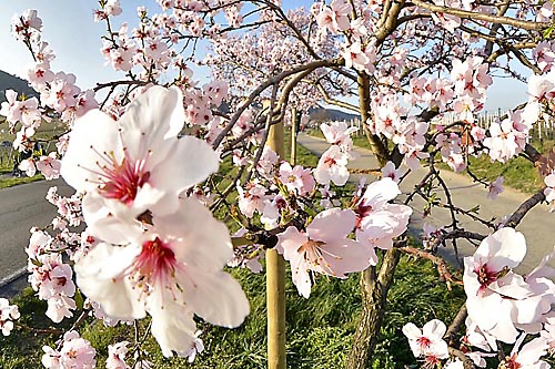Die Mandelblüte bestimmt traditionell den Zeitpunkt vom Mandelblütenfest in Gimmeldingen, zugleich das erste große Weinfest in Neustadt/Weinstr.