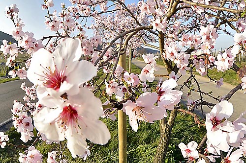 Die Mandelblüte bestimmt traditionell den Zeitpunkt vom Mandelblütenfest in Gimmeldingen. Die Mandelblüte bestimmt traditionell den Zeitpunkt vom Mandelblütenfest in Gimmeldingen, zugleich das erste große Weinfest in Neustadt/Weinstr.
